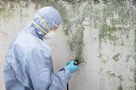 Why You Should Choose Our Mold Remediation Services in Norwood, OH